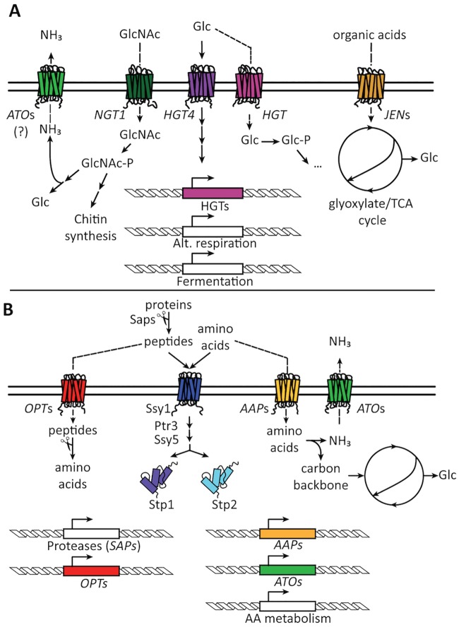 Fig 2