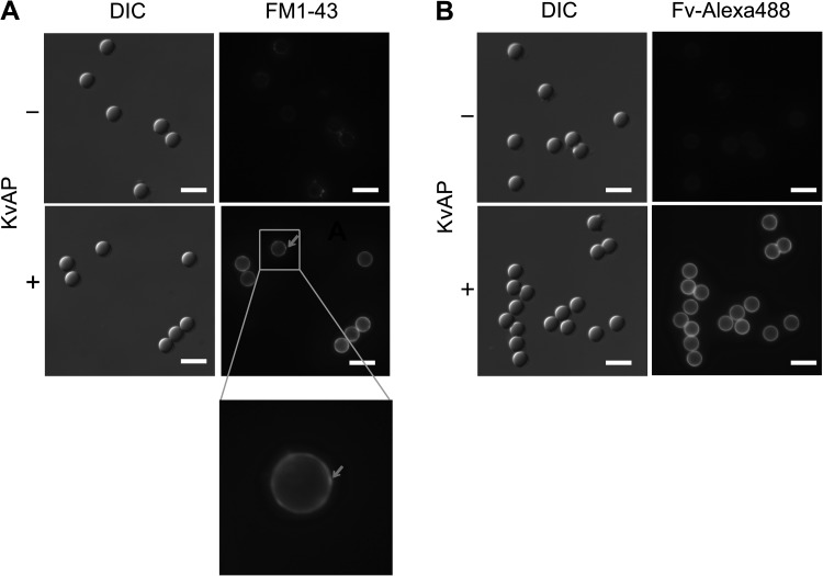 Figure 3.