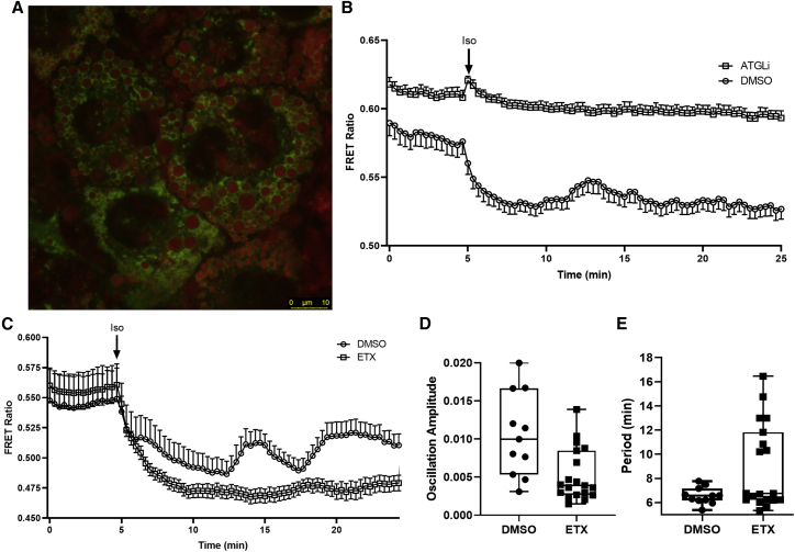 Figure 3