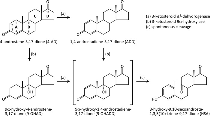 FIGURE 1.