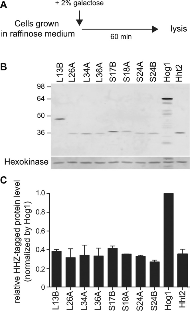 FIGURE 1: