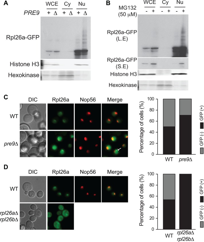 FIGURE 6: