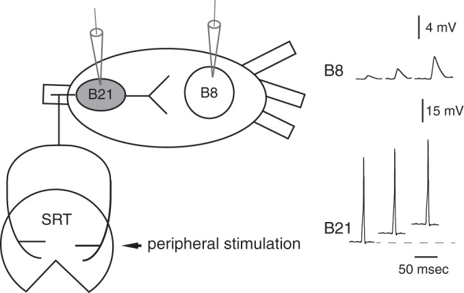 Fig. 1.