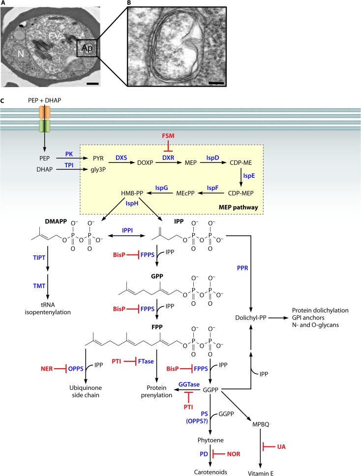 FIG 2