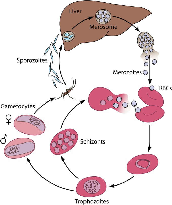 FIG 1