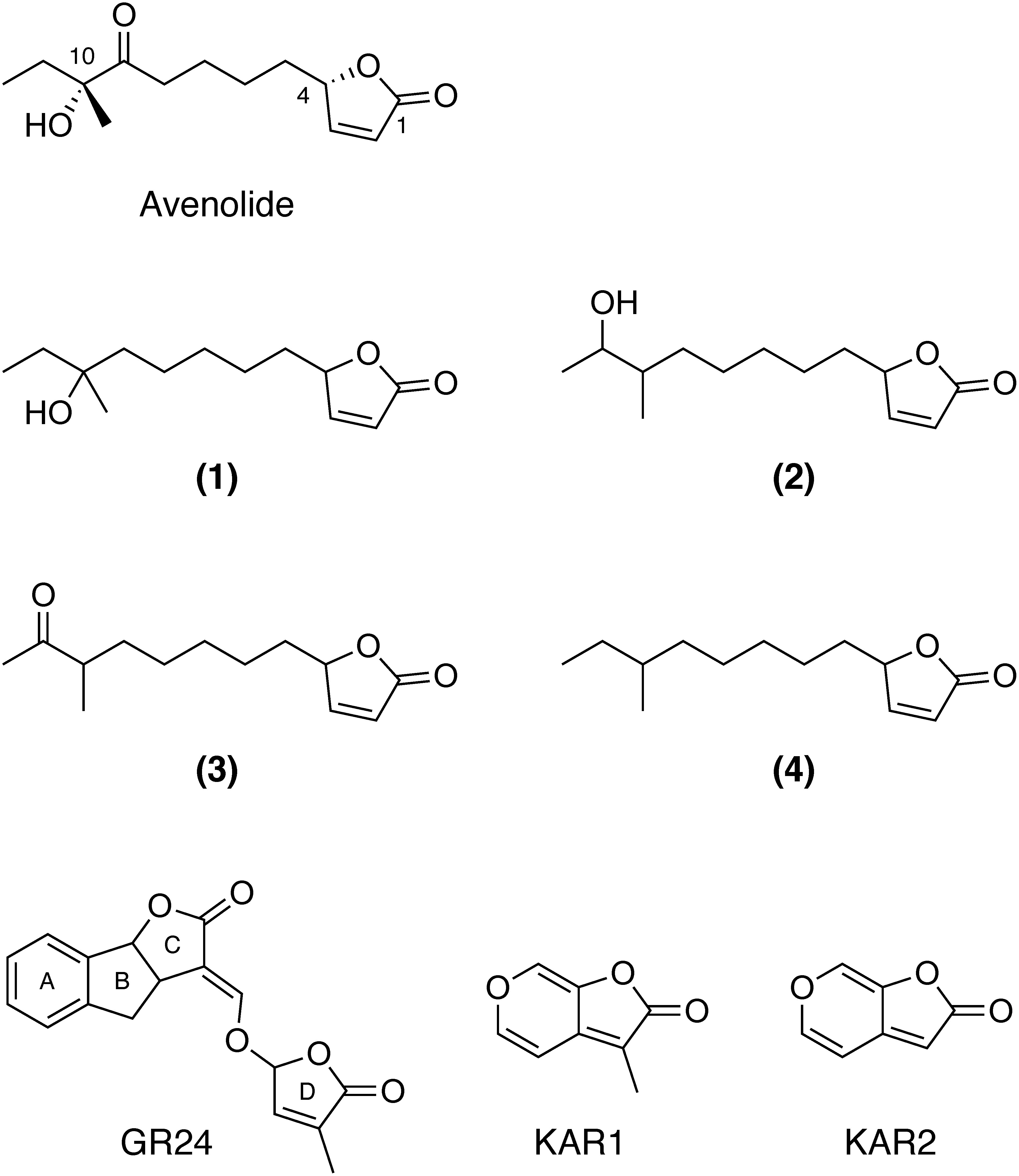 Fig. 1. Structures of butenolides 1–4 isolated from Streptomyces albus J1074; strigolactone, GR24; and karrikins, KAR1 and KAR2. Canonical SLs like GR24 consist of four ring structures, A, B, C, and D rings.