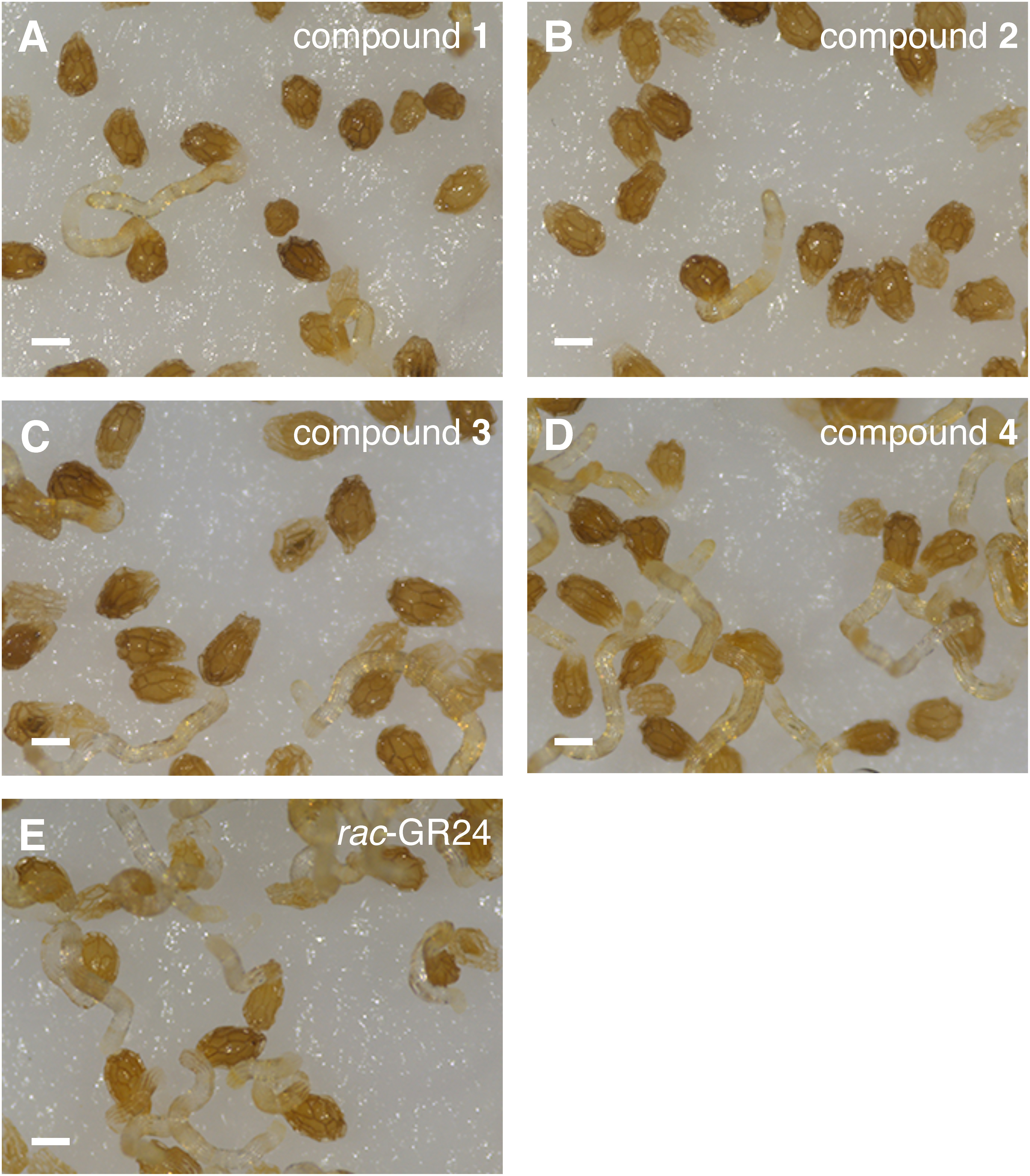 Fig. 4. Stimulation of O. minor seed germination by butenolide compounds 1 (A), 2 (B), 3 (C), and 4 (D) at 10−5 M. rac-GR24 (1 ppm) was applied as a positive control (E). Microscopic images were taken 7 days after treatment of each compond. Scale bar, 0.2 mm.