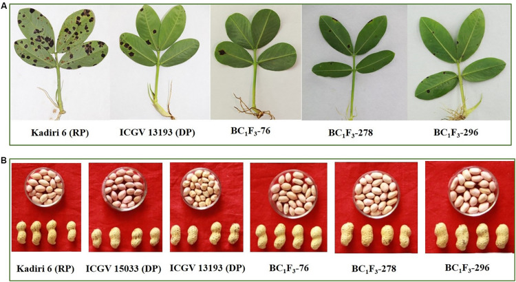 FIGURE 4