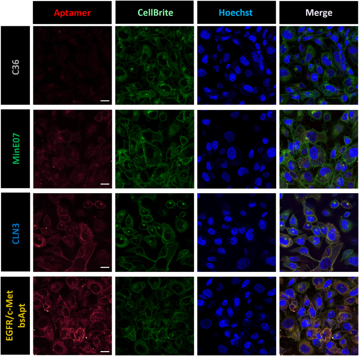 Figure 3