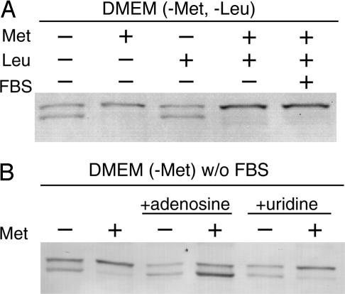 Fig. 10.