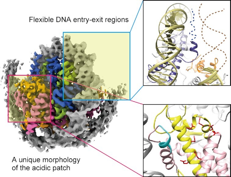 Graphical Abstract