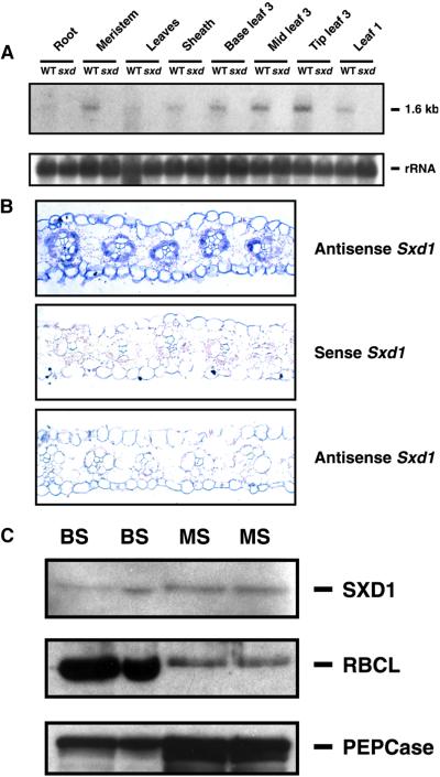 Figure 6.