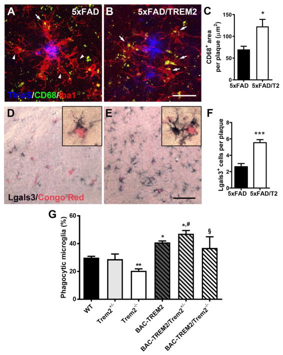 Elevated TREM2 Gene Dosage Reprograms Microglia Responsivity and ...