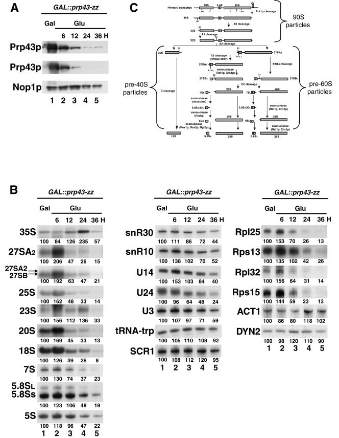 FIG.1.