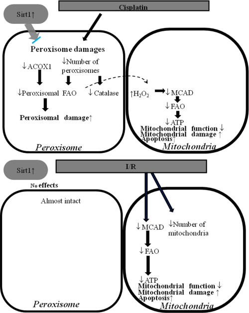 FIGURE 11.