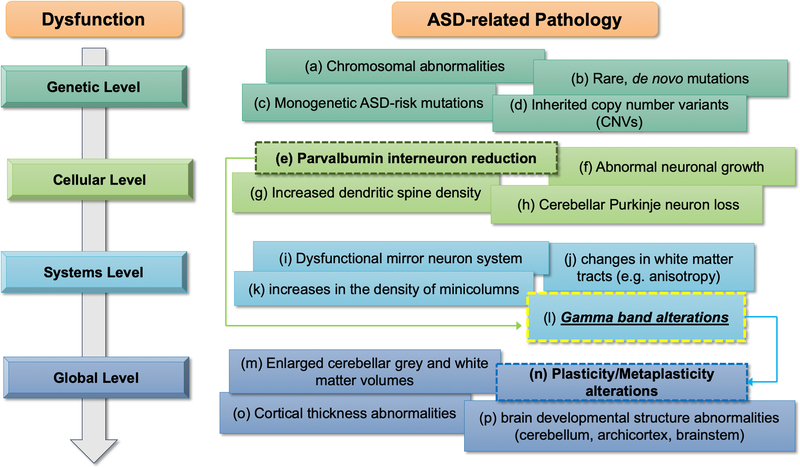 Targeting Gamma-Related Pathophysiology in Autism Spectrum Disorder ...