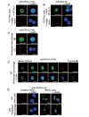 Supplementary Fig.1. Immunofluorescence Microscopic Study of the Isolated Nuclei