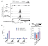 Fig.3. ChIP-seq and ChIP-qPCR analysis and promoter assay in RAW264.7 cells