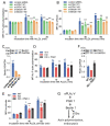 Fig.8. Role of PGK1-Beclin1 in actin polymerization and translocation of AcLDL to lysosomes in RAW264.7 cells