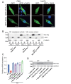 Fig.2. Nuclear localization of GFP-tagged sPLA<sub>2</sub>-V and Myc-sPLA<sub>2</sub>-V and efficacy of knockdown of sPLA<sub>2</sub>-V by shRNA and transfection of various types of sPLA<sub>2</sub>-V in sPLA<sub>2</sub>-V KD RAW264.7 cells