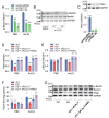 Fig.7. PGK1 expression, Beclin1 S30 phosphorylation, and PI3-kinase activity in RAW264.7 cells