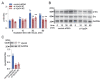Fig.10. Role of VPS34 in c-Src phosphorylation