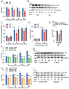 Fig.9. c-Src phosphorylation and its role in actin polymerization and translocation of internalized AcLDL to lysosomes in RAW264.7 cells