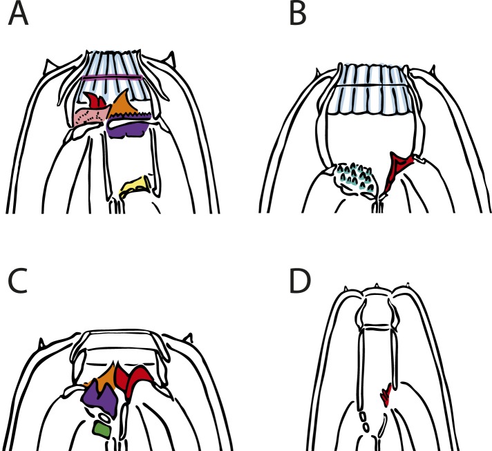 Figure 4—figure supplement 1.