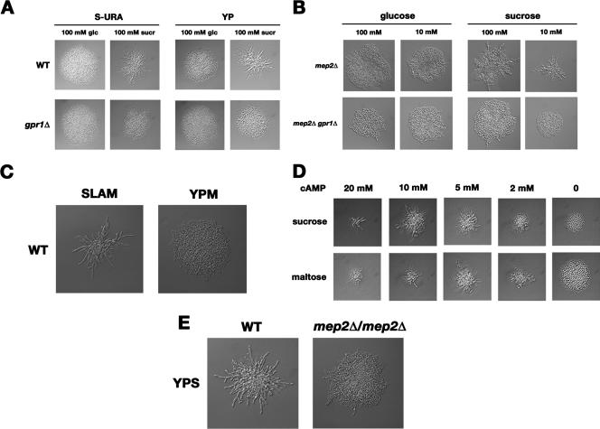 FIG. 3.