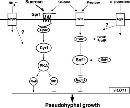 FIG. 4.