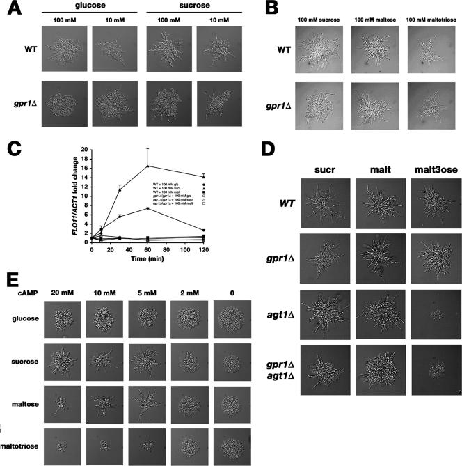 FIG. 1.