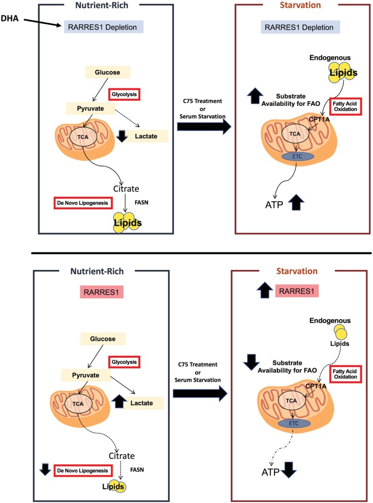 Fig 5