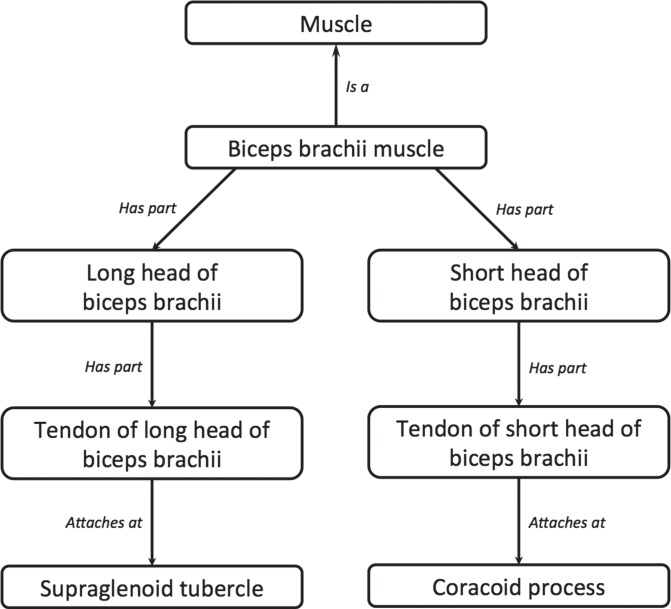 Figure 1b