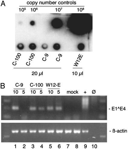 Fig. 6.