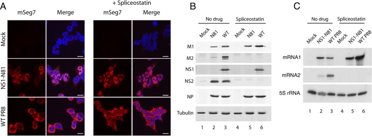 FIG 6