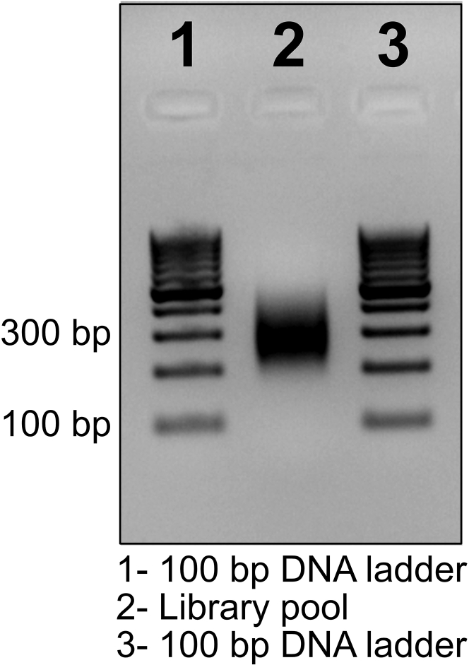 Figure 2