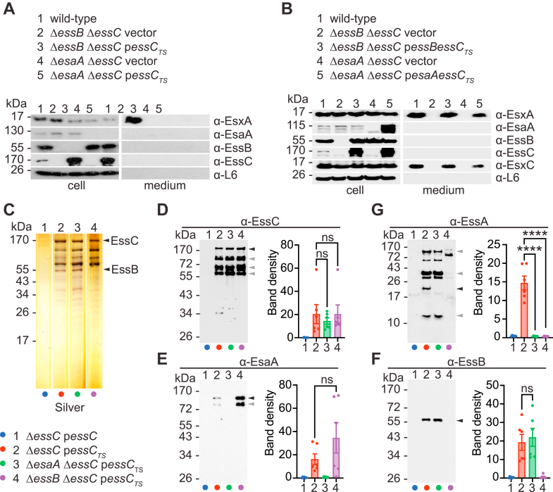 Figure 4