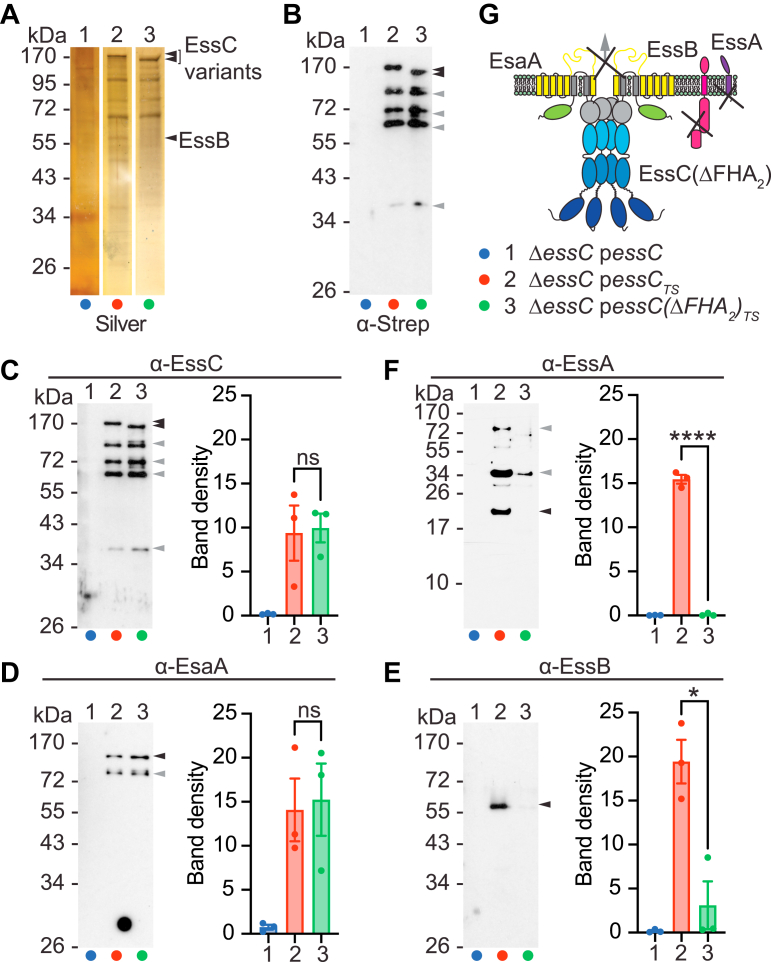 Figure 3