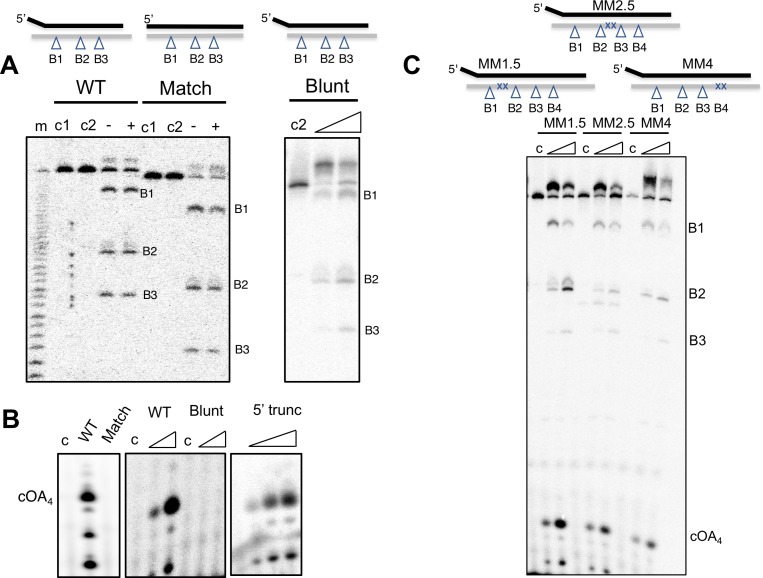 Figure 5—figure supplement 1.