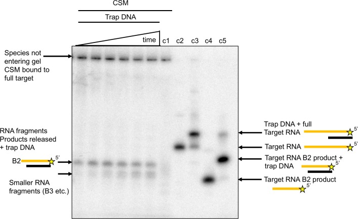 Figure 9—figure supplement 1.