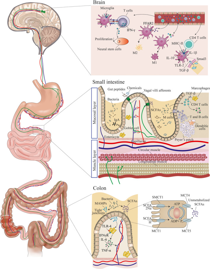 FIGURE 2