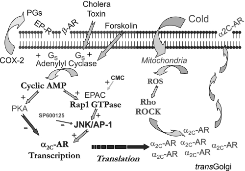 Fig. 8.