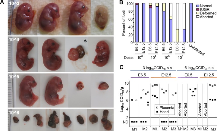 FIG 3 