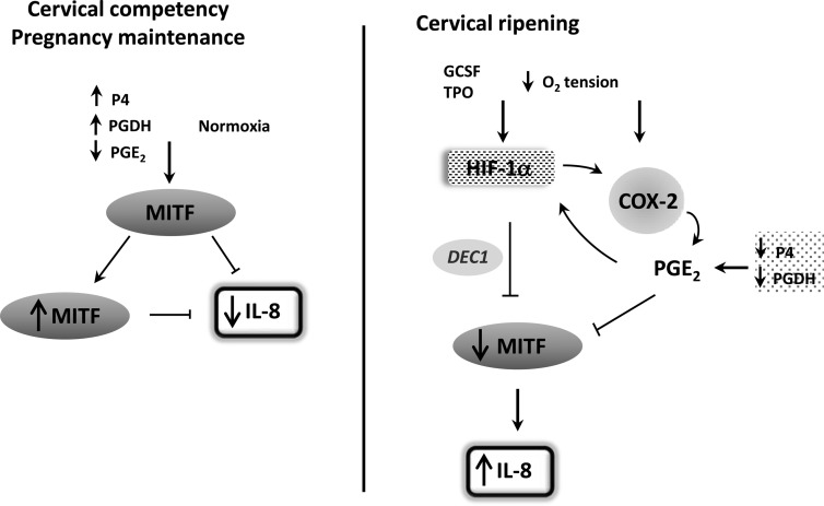 Fig. 12.