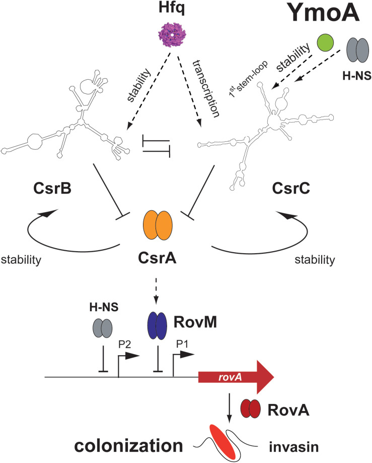 FIGURE 10