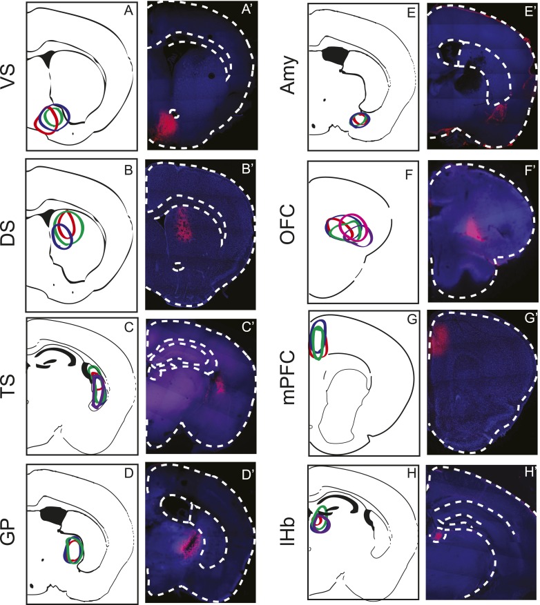 Figure 3—figure Supplement 4.