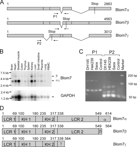 FIGURE 1.