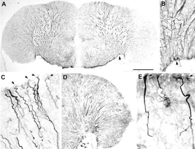 Fig. 8.