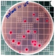 graphic file with name polymers-11-01427-i006.jpg