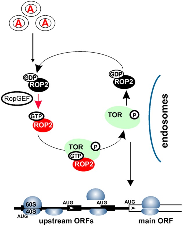 FIGURE 2